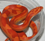 Yearling Sunglow Motley Corn Snake