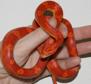Female Sunglow Motley Corn Snake