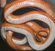 Sunglow Motley Corn Snake Ventral Photo