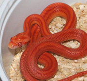 Sunglow Stripe Corn Snake Hatchling