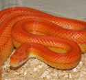 Sunglow Stripe Corn Snake