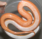 Sunglow Stripe Corn Snake Ventral Photo