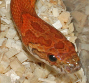 Sunkissed Corn Snake Head Pattern