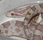Ultramel Anery Corn Snake Yearling