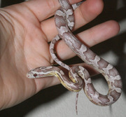 Yearling Ultramel Anery Corn Snake