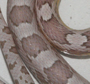 Ultramel Anery Corn Snake Scale Close-Up