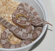 Ultramel Anery Corn Snake Yearling