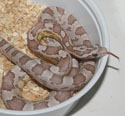 Ultramel Anery Corn Snake