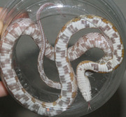 Ultramel Anery Corn Snake Ventral Photo