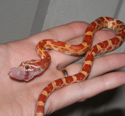 Ultramel Corn Snake (Yum... dinner)