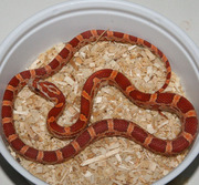 Ultramel Corn Snake Hatchling