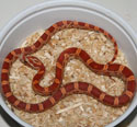 Ultramel Corn Snake