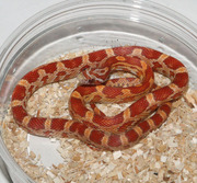 Ultramel Corn Snake Hatchling