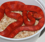 Amelanistic Bloodred Corn Snake (Fire)