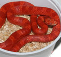 Amelanistic Bloodred Corn Snake Fire