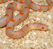Albino Goini King Snake (aka Albino Blotched)