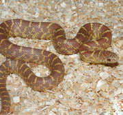 Lavender Albino Brooks King Snake