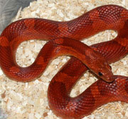 Bloodred Adult Corn Snake