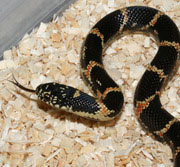 Goini King Snake (aka Blotched)