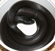 Mexican Black King Snake Yearling