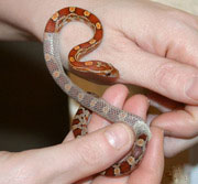 corn snake moist hide spaghnum moss
