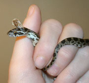 corn snake moist hide spaghnum moss