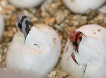 Ghost Motley and Hypo Motley Pippies
